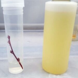 Liquid Media Refill for Tissueponics Kit - 120ml